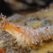 Peppered Sea Cucumber - Photo (c) Gary McDonald, all rights reserved, uploaded by Gary McDonald