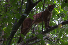Puma concolor image