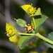 Euphorbia rigida - Photo (c) Jay Keller, todos os direitos reservados, uploaded by Jay L. Keller