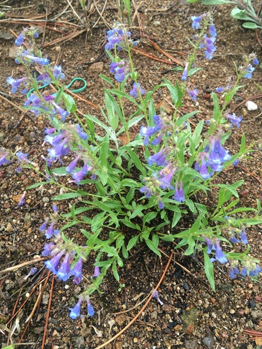 Front Range Beardtongue