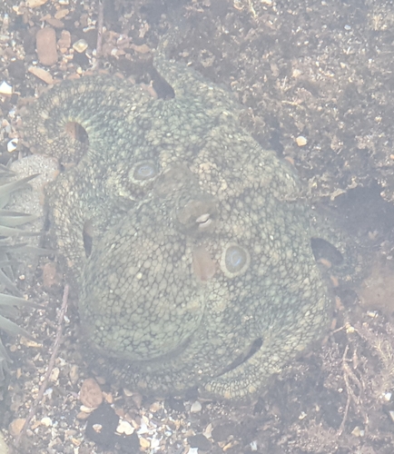 photo of Lesser Two-spot Octopus (Octopus bimaculoides)