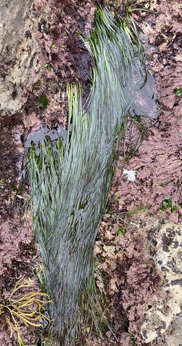 photo of Surfgrasses (Phyllospadix)