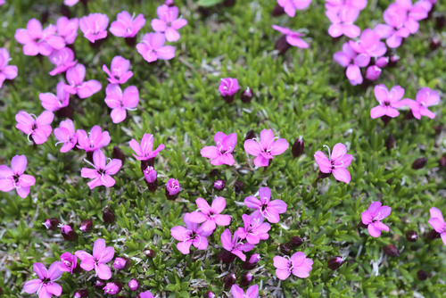 Moss Campion