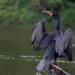 Double-crested Cormorant - Photo (c) Martina N, all rights reserved, uploaded by Martina N