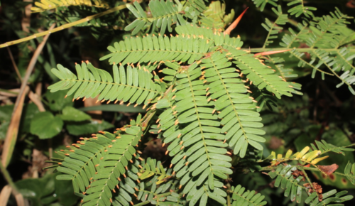 Mimosa nigra · iNaturalist