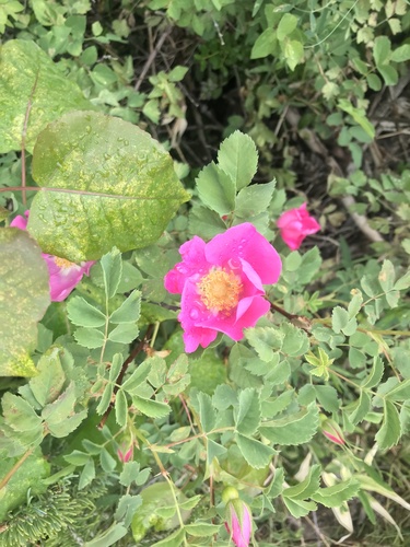 Rosa nutkana ssp. melina