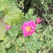Rocky Mountain Rose - Photo (c) Savhannah Carpenter, all rights reserved