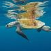 Olive Ridley Sea Turtle - Photo (c) Curt P Finfrock, all rights reserved, uploaded by Curt P Finfrock