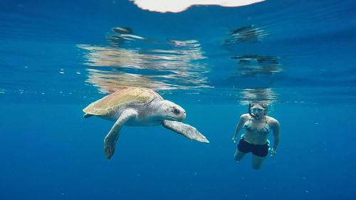 Olive Ridley Sea Turtle