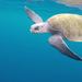 Ridley Sea Turtles - Photo (c) gringocurt, all rights reserved, uploaded by gringocurt