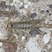 Beck's Desert Scorpion - Photo (c) Chris Benesh, all rights reserved, uploaded by Chris Benesh