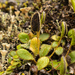 Elaphoglossum piloselloides - Photo 由 Christiana Fattorelli 所上傳的 (c) Christiana Fattorelli，保留所有權利