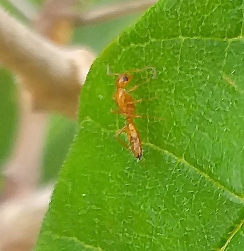 Camponotus bottegoiCamponotus bottegoi