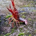 Procambarus - Photo (c) pitrusque, all rights reserved, uploaded by pitrusque