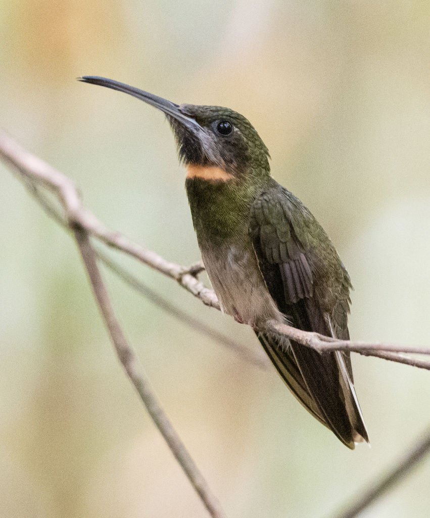 Pale-tailed Barbthroat (Threnetes leucurus) photo