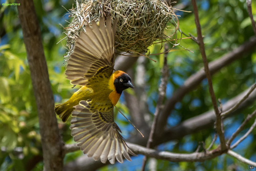 Lesser Masked Weaver