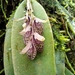 Acianthera pubescens - Photo 由 Magali 所上傳的 (c) Magali，保留所有權利
