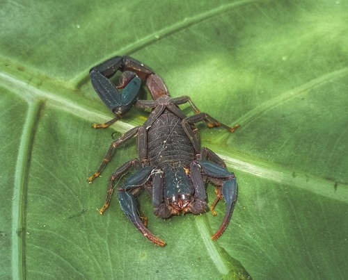 Centruroides nigrescens