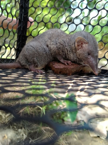 Mindanao Gymnure (Podogymnura truei) — Least Concern Mammalia