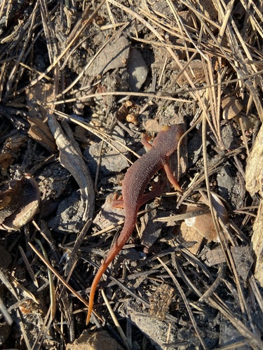 iNaturalist observation photo of Sierra Newt