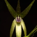 Miersia chilensis - Photo (c) Matías Faúndez, todos los derechos reservados, subido por Matías Faúndez