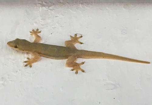 Flat-tailed House Gecko
