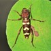 Neoclytus balteatus - Photo (c) Nancy Asquith, alla rättigheter förbehållna, uppladdad av Nancy Asquith