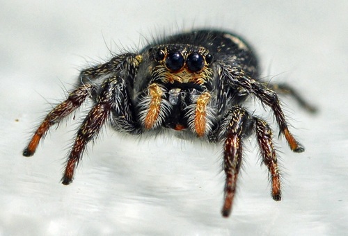 Pellenes ignifrons