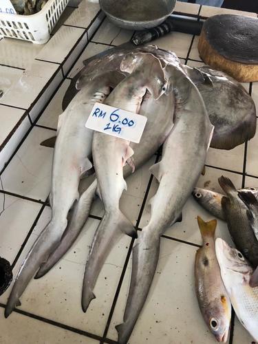 Scalloped Hammerhead
