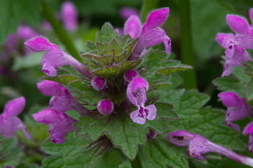Lamium confertum