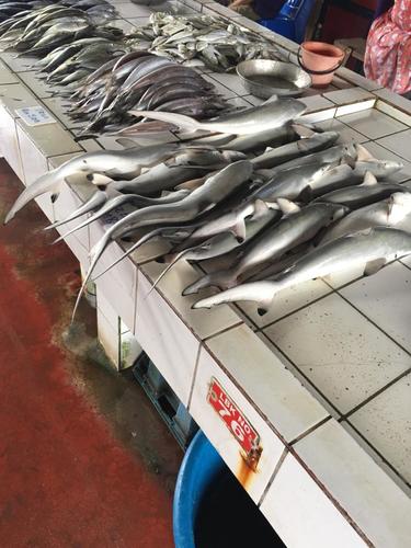 Spot-tail Shark