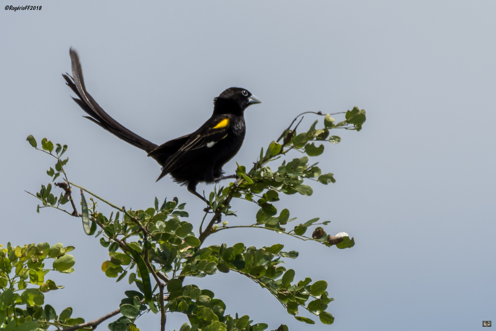 Marsh Widowbird photo