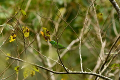Chlorophonia callophrys image