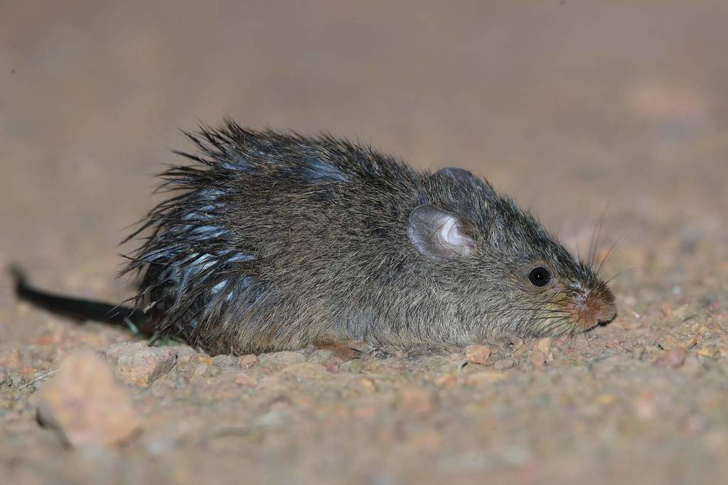 Tropical Vlei Rat from Distrito de Kanungu, Uganda on June 15, 2021 at ...