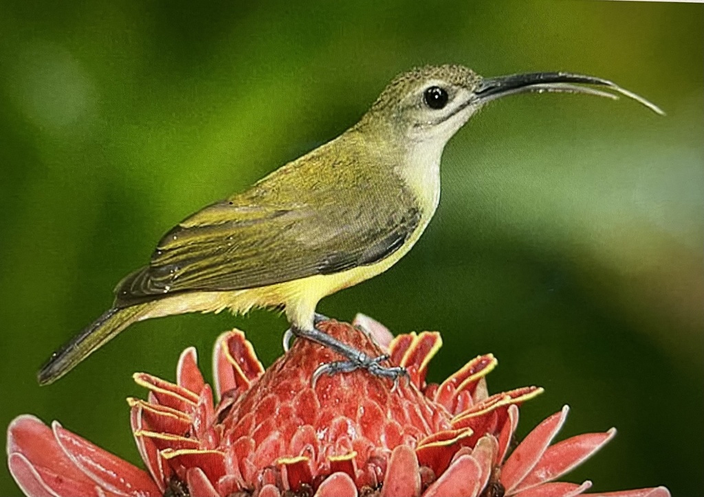 Little Spiderhunter photo