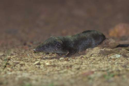 dark shrew (Crocidura maurisca) — Least Concern Mammalia
