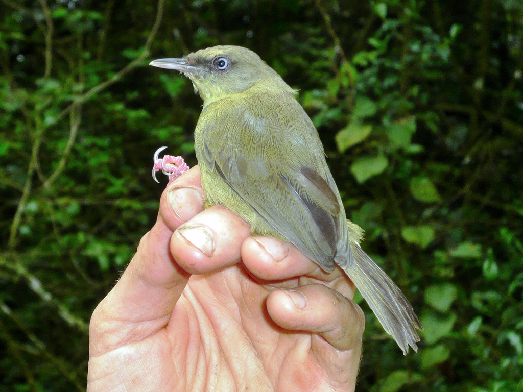 Pulitzer's Longbill photo