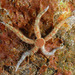 Daisy Brittle Star - Photo (c) Gary McDonald, all rights reserved, uploaded by Gary McDonald