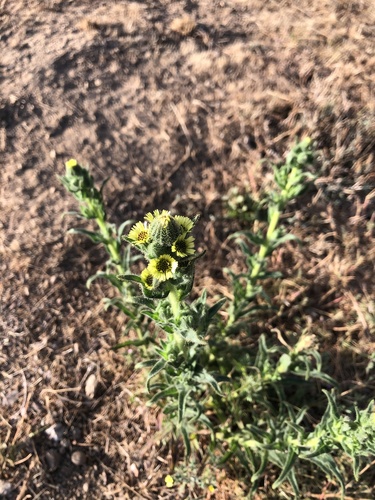 iNaturalist observation photo of coast tarweed
