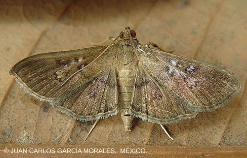 Microthyris prolongalis Guenée, 1854