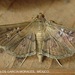 Microthyris prolongalis - Photo (c) Juan Carlos Garcia Morales, all rights reserved, uploaded by Juan Carlos Garcia Morales