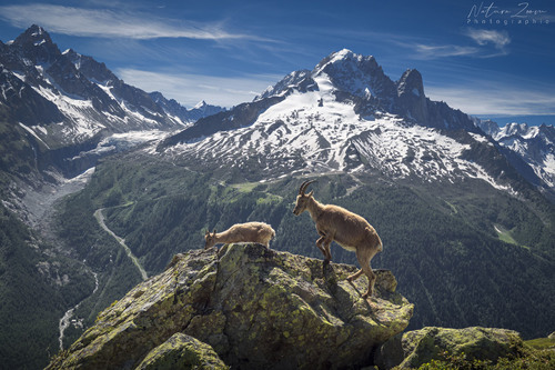 Capra ibex