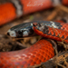 Centipede Snakes - Photo (c) Juan Gonzalez, all rights reserved, uploaded by Juan Gonzalez