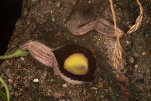 Aristolochia variifolia