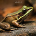 Vaillant's Frog - Photo (c) Juan Gonzalez, all rights reserved, uploaded by Juan Gonzalez