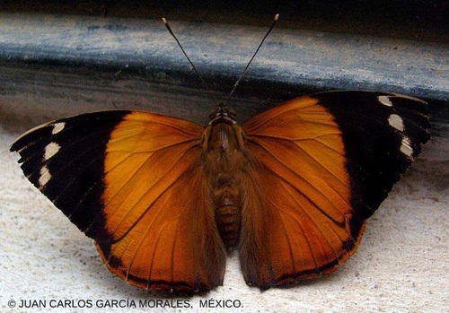 Blomfild's Beauty