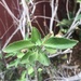photo of Holy Basil (Ocimum tenuiflorum)