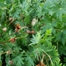 photo of Bloody Crane's-bill (Geranium sanguineum)