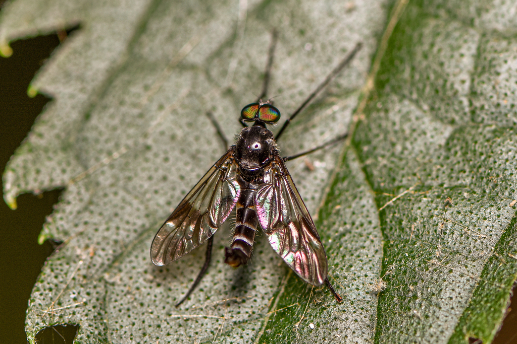 Black-legged Water-snipefly (Ibisia marginata)  iNaturalist
