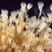 Barentsia ramosa - Photo 由 Gary McDonald 所上傳的 (c) Gary McDonald，保留所有權利